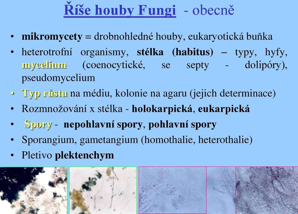 médiu, kolonie na agaru (jejich determinace) Rozmnožování x stélka - holokarpická, eukarpická Spory -