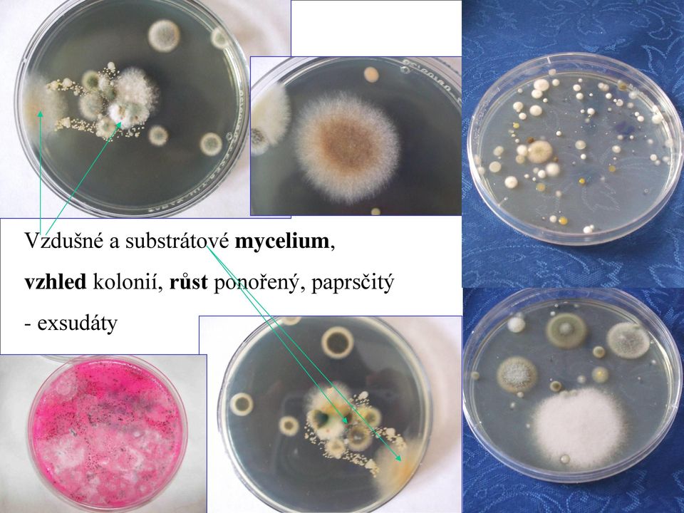 mycelium, vzhled