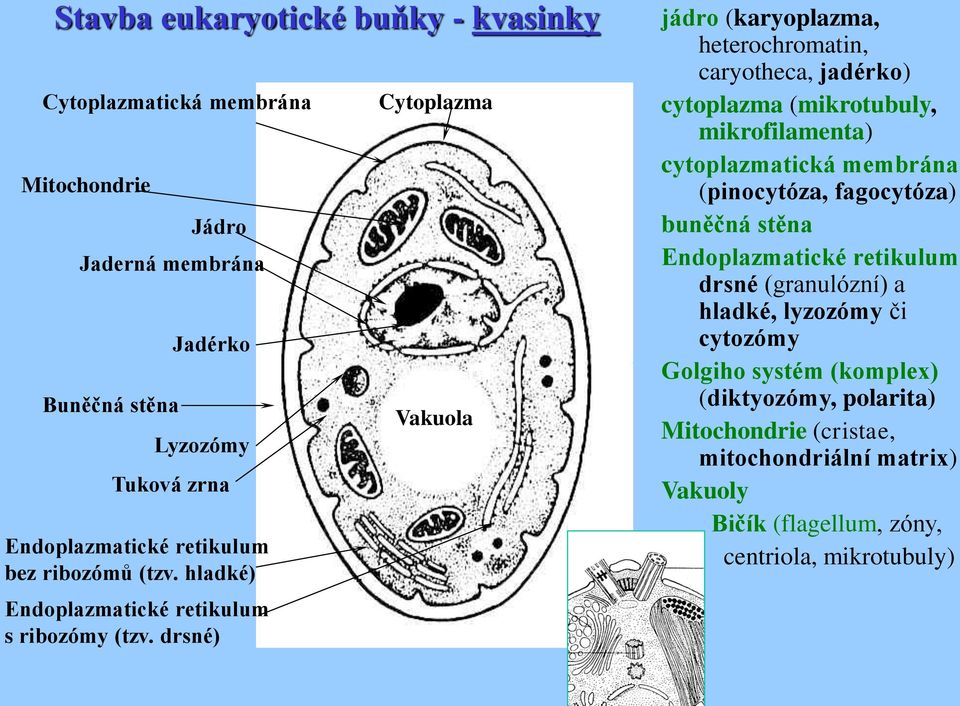 drsné) Cytoplazma Vakuola jádro (karyoplazma, heterochromatin, caryotheca, jadérko) cytoplazma (mikrotubuly, mikrofilamenta) cytoplazmatická membrána (pinocytóza,