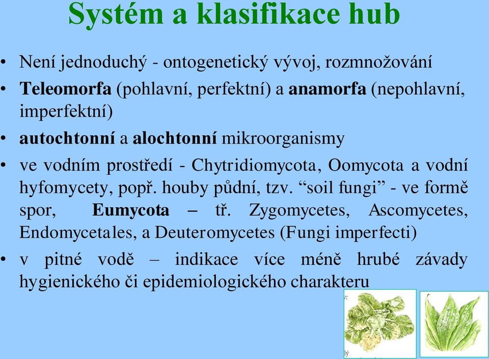 hyfomycety, popř. houby půdní, tzv. soil fungi - ve formě spor, Eumycota tř.