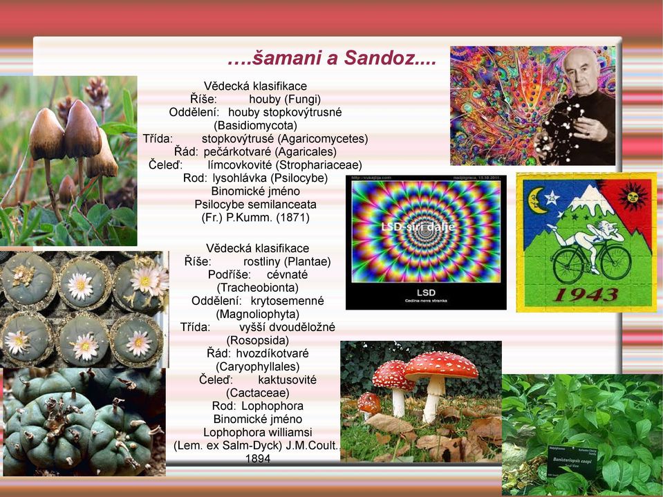 (Agaricales) Čeleď: límcovkovité (Strophariaceae) lysohlávka (Psilocybe) Psilocybe semilanceata (Fr.) P.Kumm.