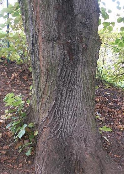 Lípa srdčitá (Tilia cordata) a lípa velkolistá (Tilia platyphyllos) Lípy společně s javory a jilmy patří mezi tzv. ušlechtilé listnáče vyžadující vyšší obsah živin v půdním substrátu.