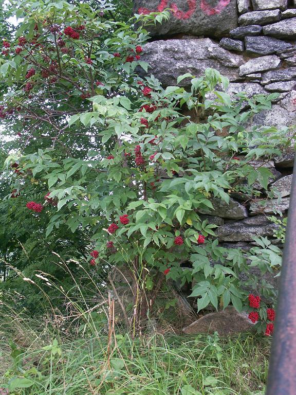 Bez černý (Sambucus nigra) a bez červený (Sambucus racemosa) Bez černý a červený patří mezi naše původní keře.