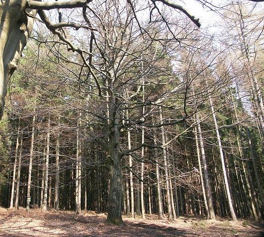 Buk lesní (Fagus sylvatica) a habr obecný (Carpinus betulus) Buk patří spolu s dubem a kaštanovníkem do čeledi bukovité.