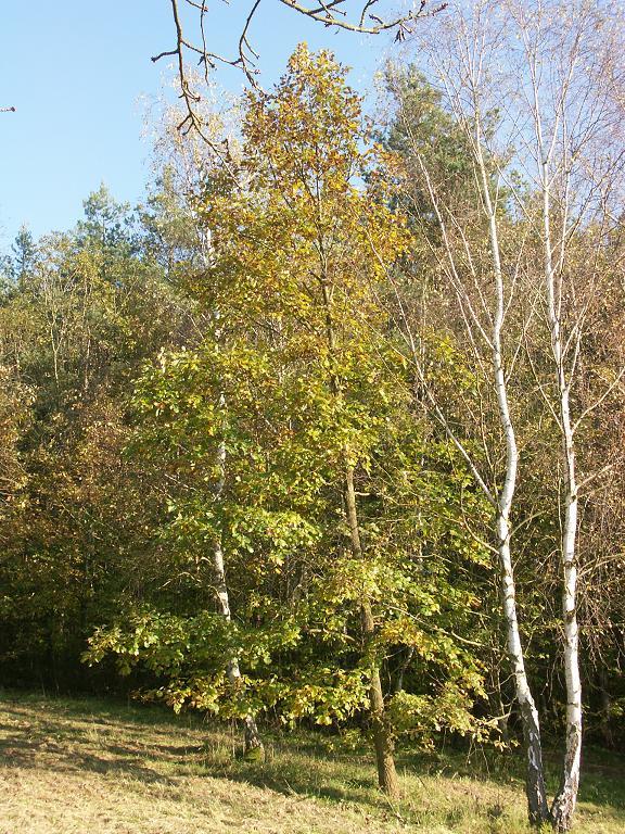 Dub letní (Quercus robur) a dub zimní (Quercus petraea) Tyto dva druhy dubů patří spolu s dubem pýřitým k našim nejznámějším původním druhům dubů.