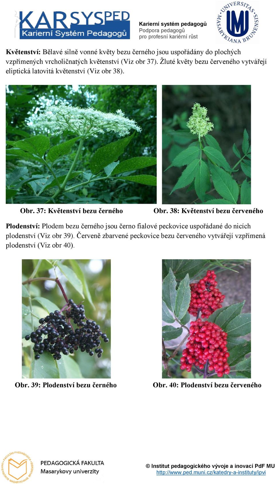 38: Květenství bezu červeného Plodenství: Plodem bezu černého jsou černo fialové peckovice uspořádané do nicích plodenství (Viz obr