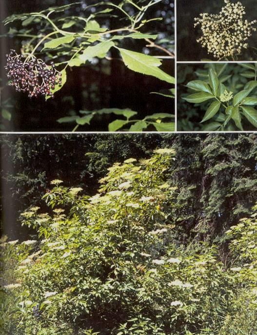 Bez černý Sambucus nigra Výška do 8 m, lichozpeřené listy, dřeň větví bílá, plodenství v plochých latách, černofialové. Snáší stín, mokro, klimatické extrémy. Silně nitrofilní. Nesnáší suché půdy.
