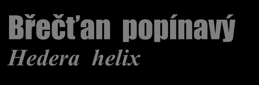 Břečťan popínavý Hedera helix Stálezelená dřevnatá liána, roste až přes 20 m vysoko, kořínky vrůstá do podkladu.