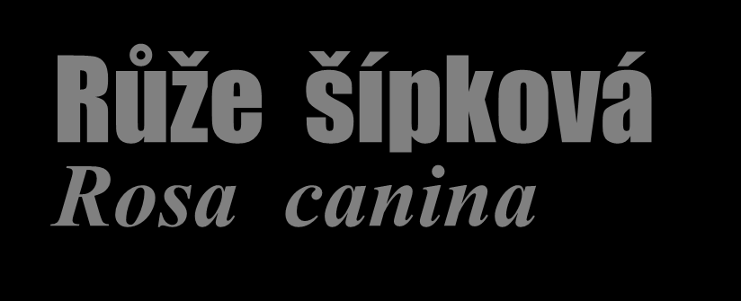 Růže šípková Rosa canina Výška do 3 m, trnité větve, bleděrůžové květy, červenooranžové