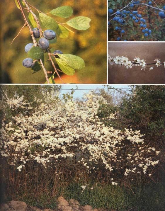 Trnka obecná Prunus spinosa Výška až 5 m. Husté větve s kolcovými trny. Tvoří hustý porost. Snese sucho. Vyžaduje světlo, teplo (hojná do 500 m). Preferuje živné půdy. Pastva včel, ptáků.