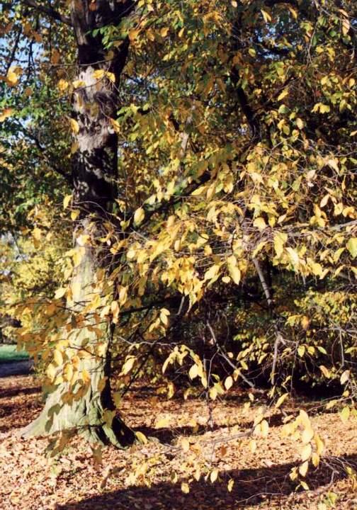 Carpinus