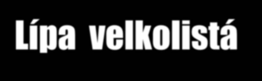Lípa velkolistá Tilia platyphyllos Výška až 35 m (v lese).