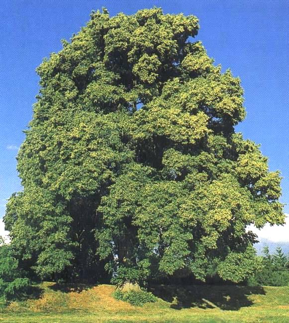 Lípa srdčitá Tilia cordata Výška 25 30 m. Rezavé chlupy v paždí žilek listů. Snáší stín i mírné sucho, mrazy, kontinentálnější než lípa velkolistá. Výborně obráží z pařezů.