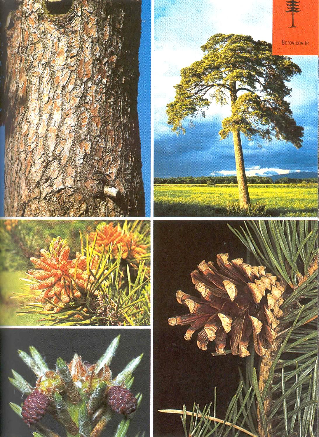 Borovice lesní Pinus sylvestris Výška 30-45 m. Oranžová kůra v horní části kmene. Kulovité šišky prům. 4 cm. Dvě 3-8 cm dlouhé zelené jehličky ve svazečku. V mládí koruna kuželovitá.
