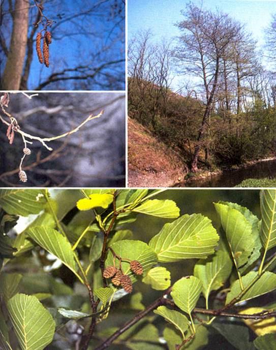Olše lepkavá Alnus glutinosa Výška 20 30 m, plody malé dřevnaté šištice. Plochý až vykousnutý vrchol listu. Snáší stojaté vody i dlouhé zaplavení, kyselé i bazické půdy, mrazy i město.