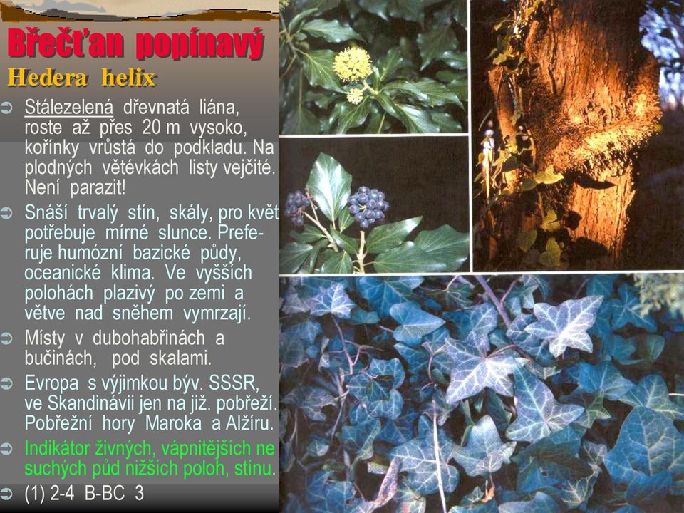 Preferuje humózní bazické půdy, oceanické klima. Ve vyšších polohách plazivý po zemi a větve nad sněhem vymrzají.