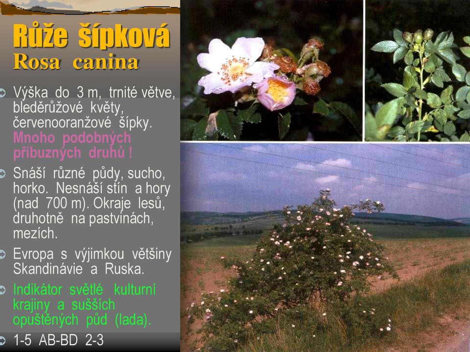 Nesnáší stín a hory (nad 700 m). Okraje lesů, druhotně na pastvinách, mezích.
