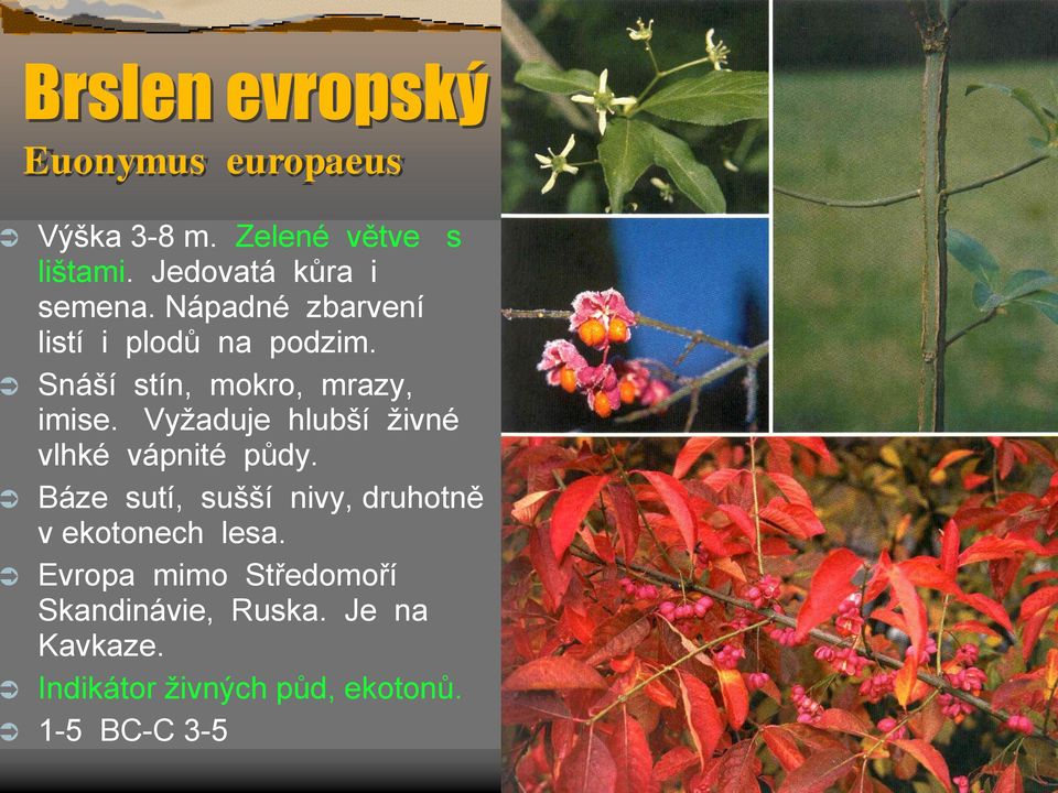 Snáší stín, mokro, mrazy, imise. Vyžaduje hlubší živné vlhké vápnité půdy.