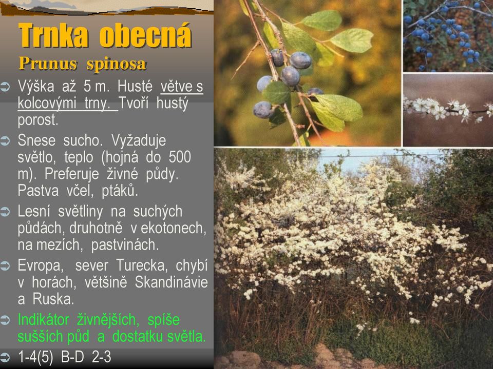 Lesní světliny na suchých půdách, druhotně v ekotonech, na mezích, pastvinách.