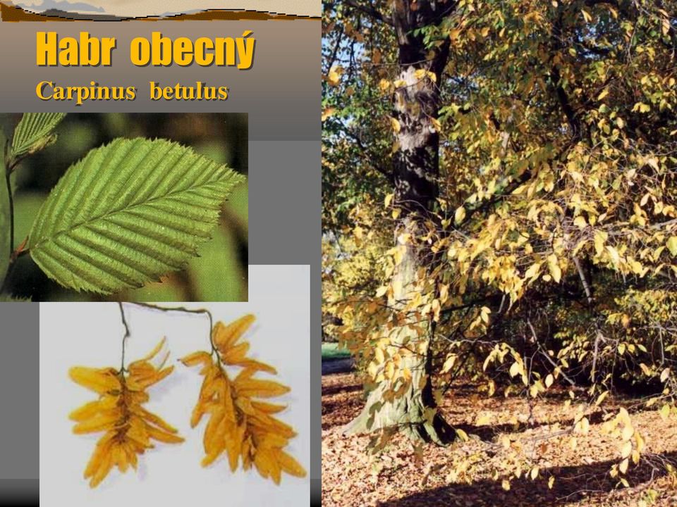Carpinus