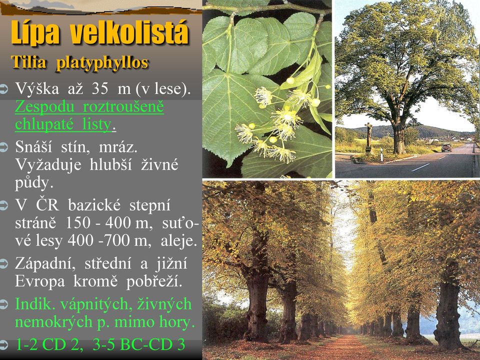 V ČR bazické stepní stráně 150-400 m, suťové lesy 400-700 m, aleje.