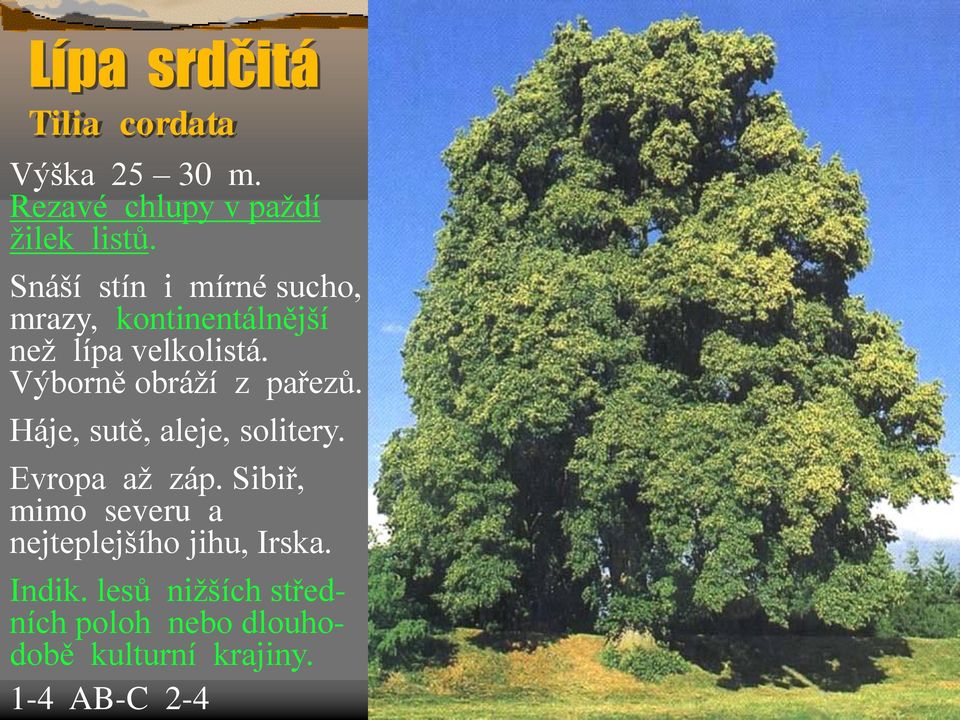Výborně obráží z pařezů. Háje, sutě, aleje, solitery. Evropa až záp.