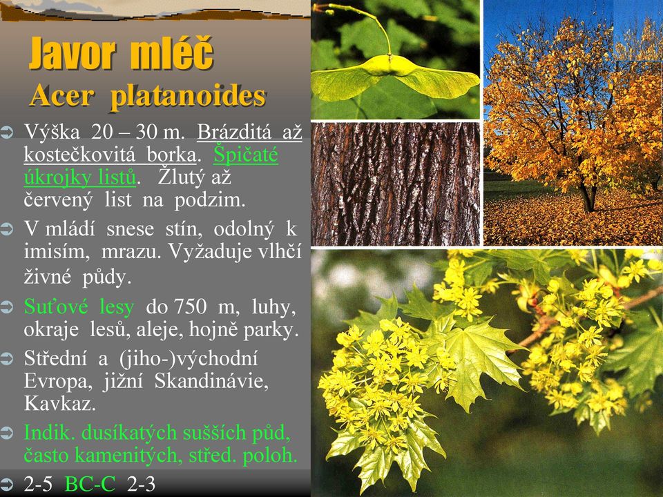 Vyžaduje vlhčí živné půdy. Suťové lesy do 750 m, luhy, okraje lesů, aleje, hojně parky.