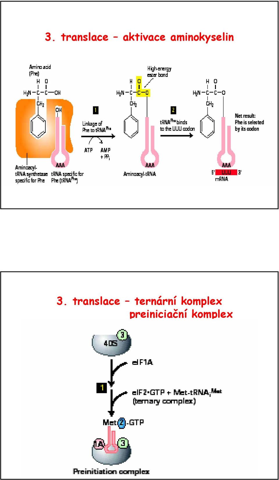 translace ternární