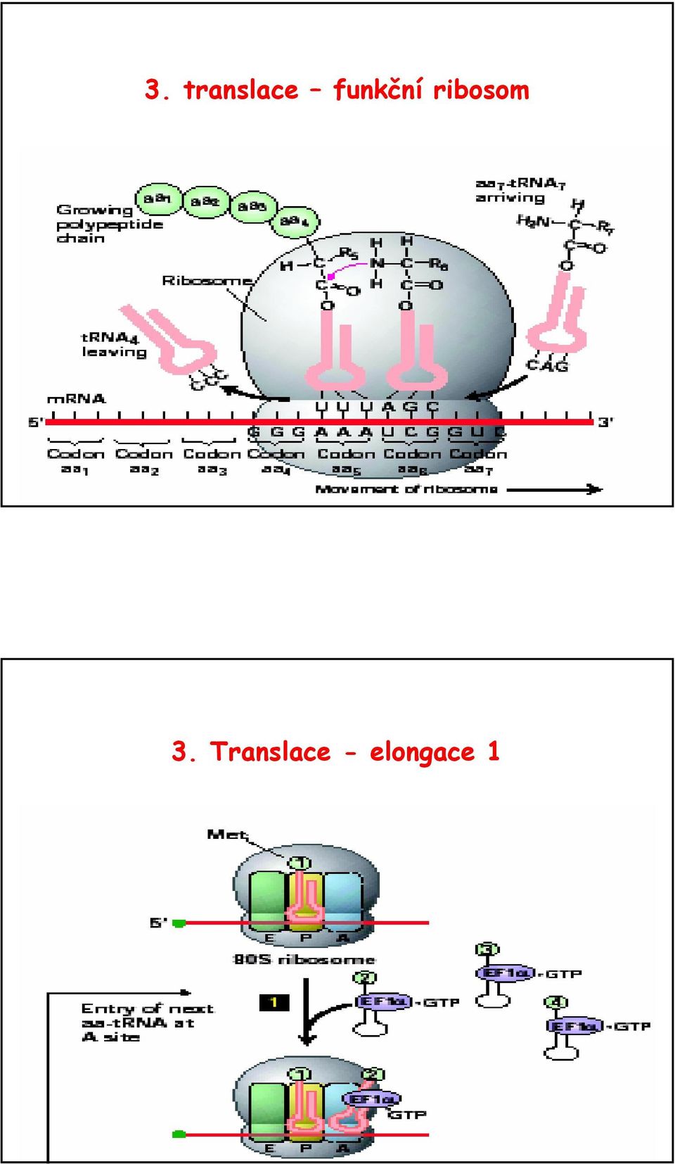 ribosom 3.