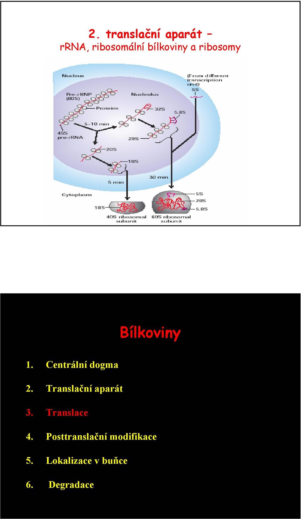 Centrální dogma 2. Translační aparát 3.