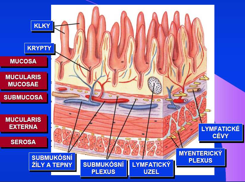 Onemocnění Celiakie mimo střeva je 15x častější než střevní Klasická-poškození střevní stěny chronický zánět sliznice, průjmy, hubnutí, nechutenství, plynatost, zácpa, nevolnosti, bolesti břicha,