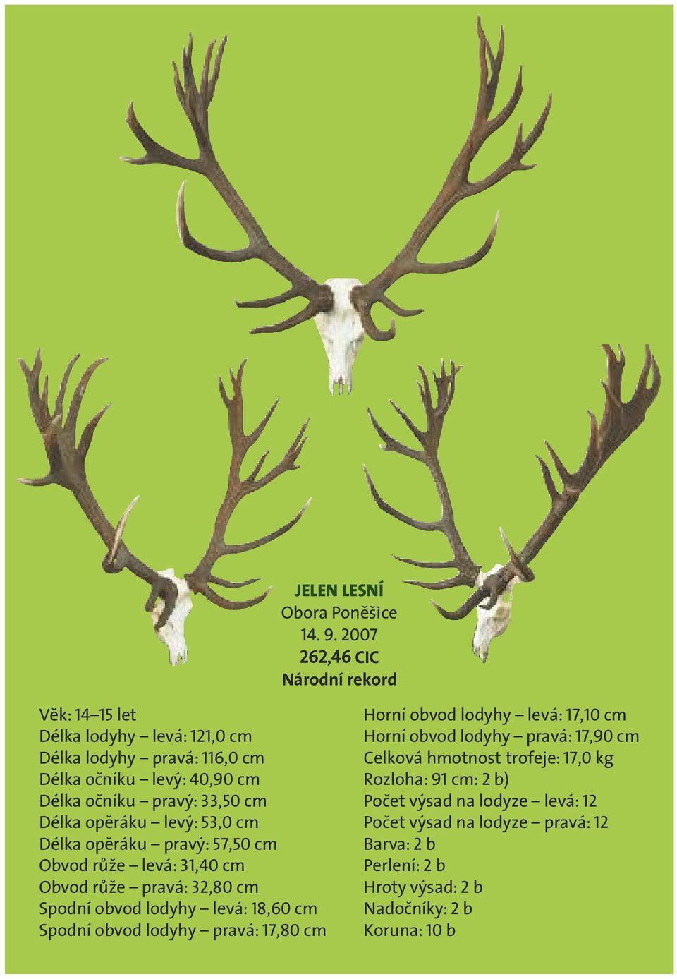 pravá: 116,0 cm Celková hmotnost trofeje: 17,0 kg Délka očníku levý: 40,90 cm Rozloha: 91 cm: 2 b) Délka očníku pravý: 33,50 cm Počet výsad na lodyze levá: