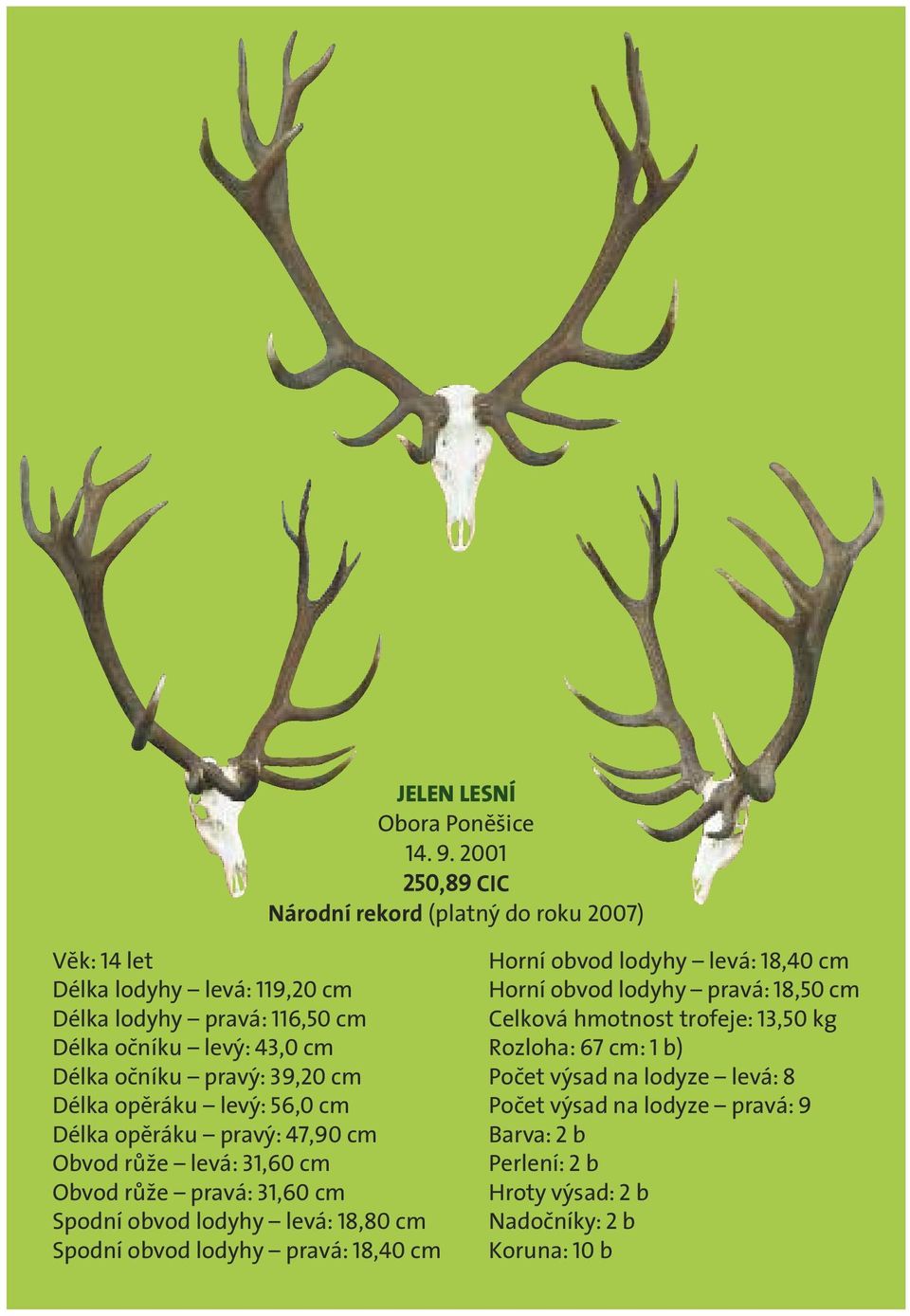 Délka lodyhy pravá: 116,50 cm Celková hmotnost trofeje: 13,50 kg Délka očníku levý: 43,0 cm Rozloha: 67 cm: 1 b) Délka očníku pravý: 39,20 cm Počet výsad na