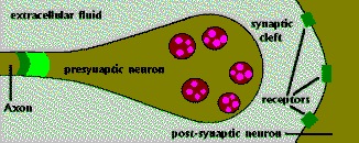 EXCITOTOXICITA