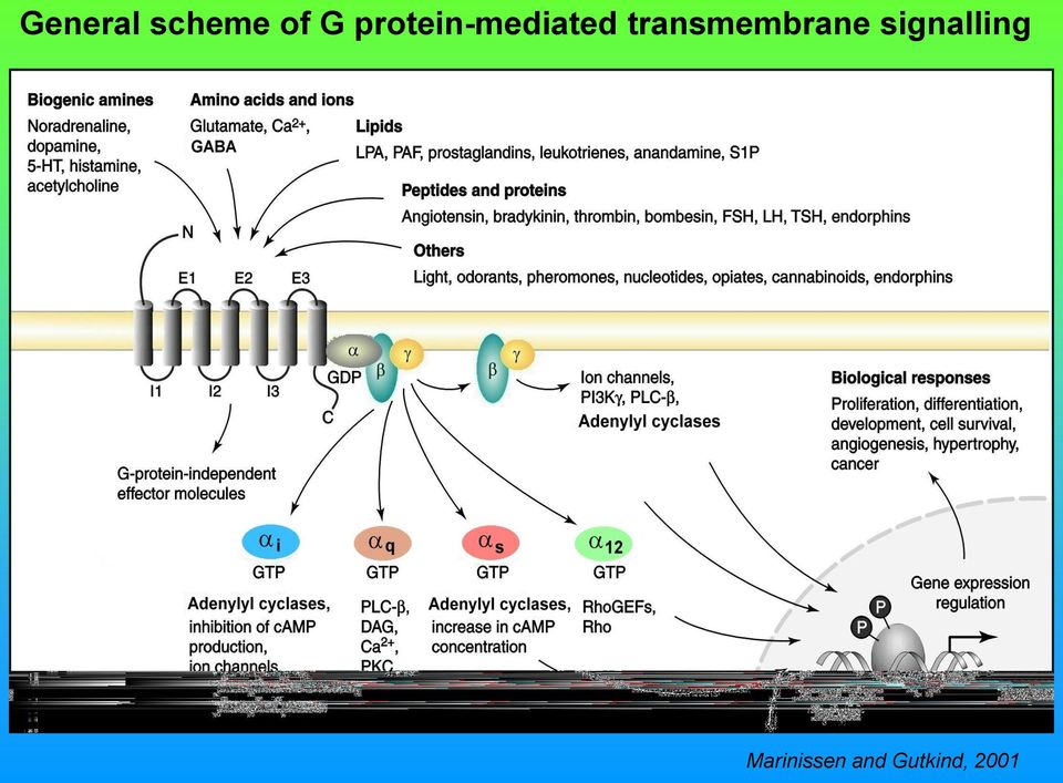 transmembrane