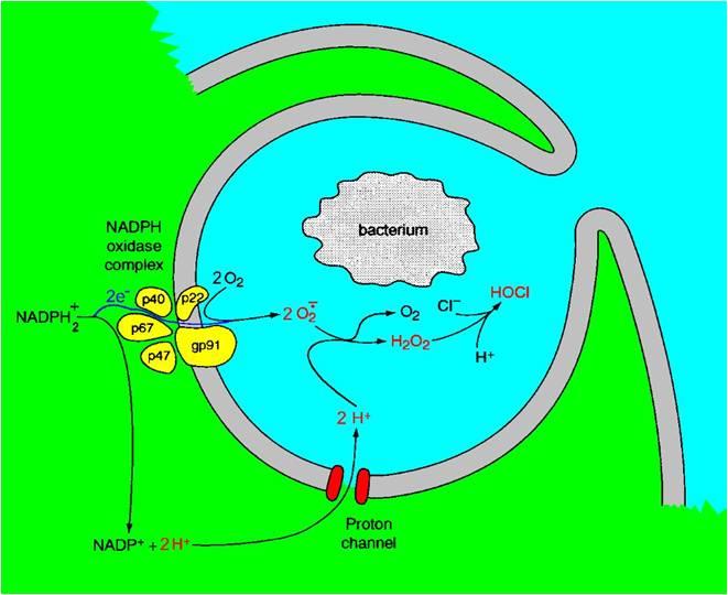 FagoFlowEx Kit Princip E. coli stimulation NADPH-oxidase activation NADPH-ox.
