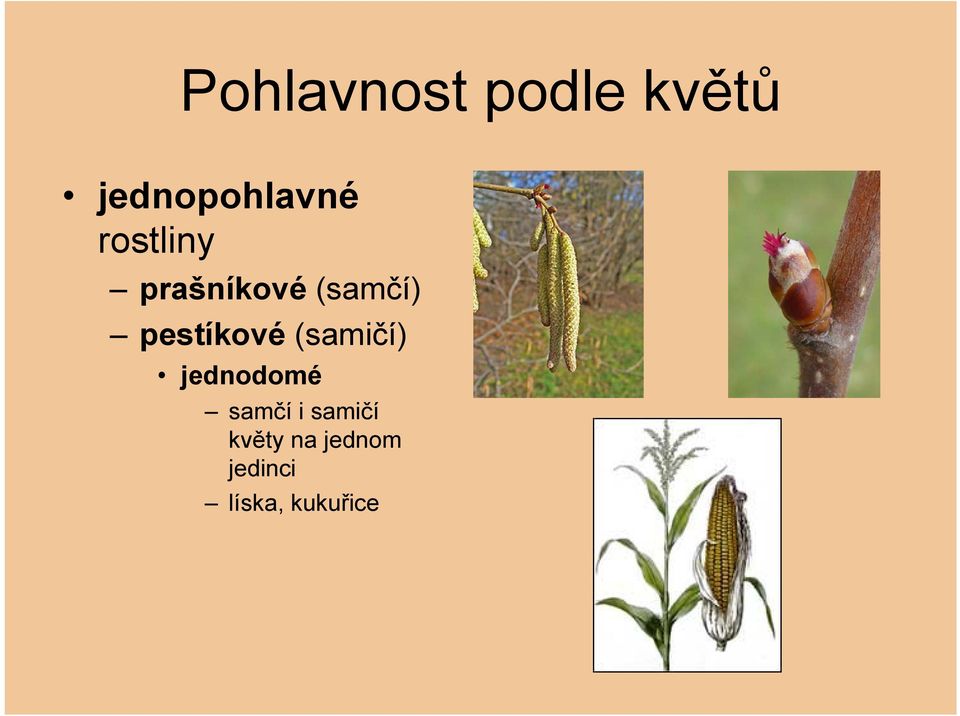 pestíkové (samičí) jednodomé samčí i