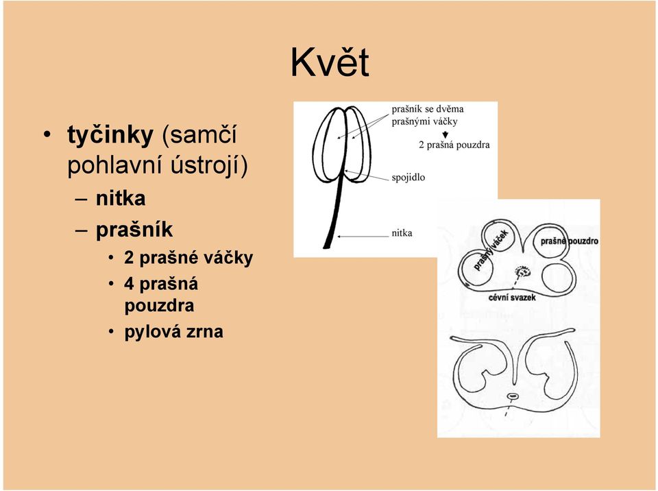 prašník 2 prašné váčky