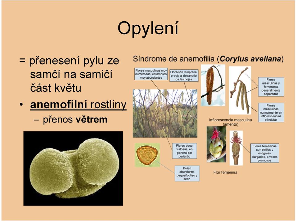 samičí část květu