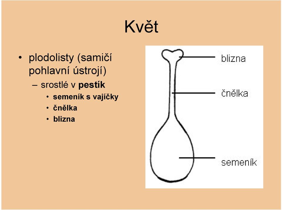 ústrojí) srostlé v