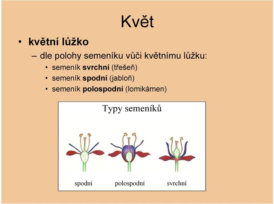 semeník svrchní (třešeň) semeník