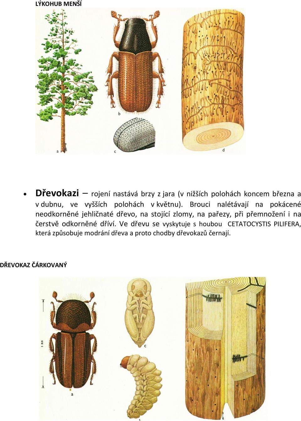 Brouci nalétávají na pokácené neodkorněné jehličnaté dřevo, na stojící zlomy, na pařezy, při