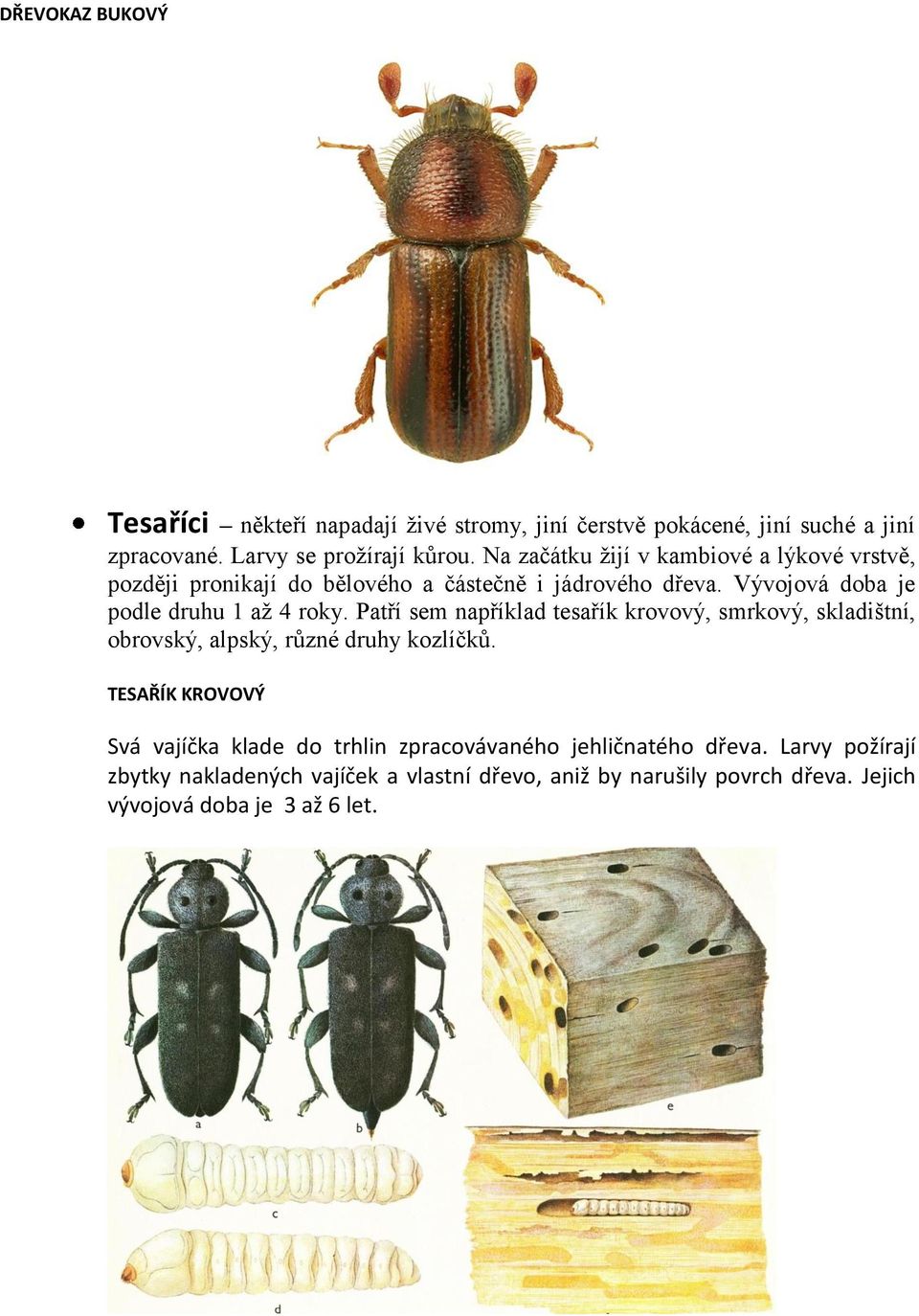 Patří sem například tesařík krovový, smrkový, skladištní, obrovský, alpský, různé druhy kozlíčků.