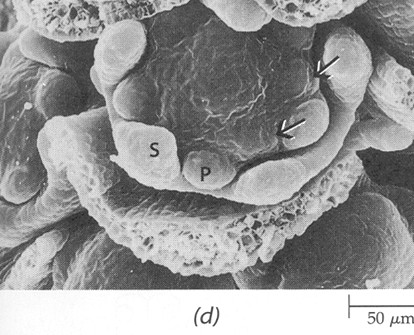 Ontogeneze květu exogenní základ (tunika), vývoj obvykle