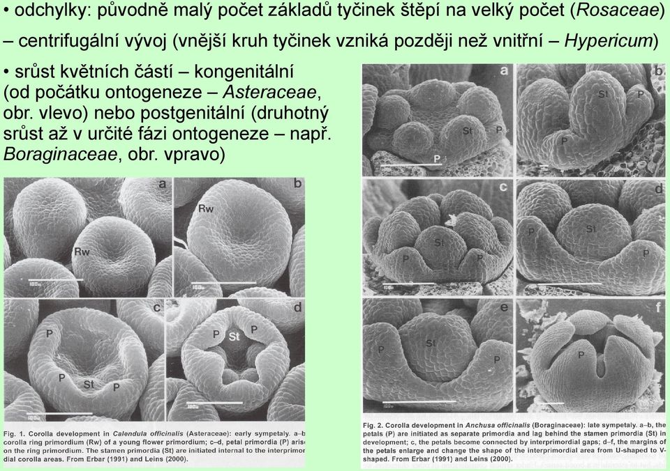 srůst květních částí kongenitální (od počátku ontogeneze Asteraceae, obr.