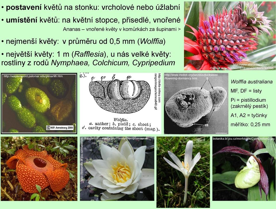 od 0,5 mm (Wolffia) největší květy: 1 m (Rafflesia), u nás velké květy: rostliny z rodů Nymphaea, Colchicum, Cypripedium http://www.abecedazahrady.cz /Default.aspx?