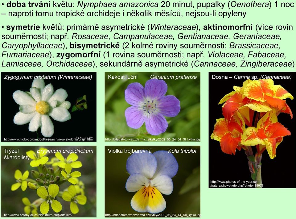 Rosaceae, Campanulaceae, Gentianaceae, Geraniaceae, Caryophyllaceae), bisymetrické (2 kolmé roviny souměrnosti; Brassicaceae, Fumariaceae), zygomorfní (1 rovina souměrnosti; např.