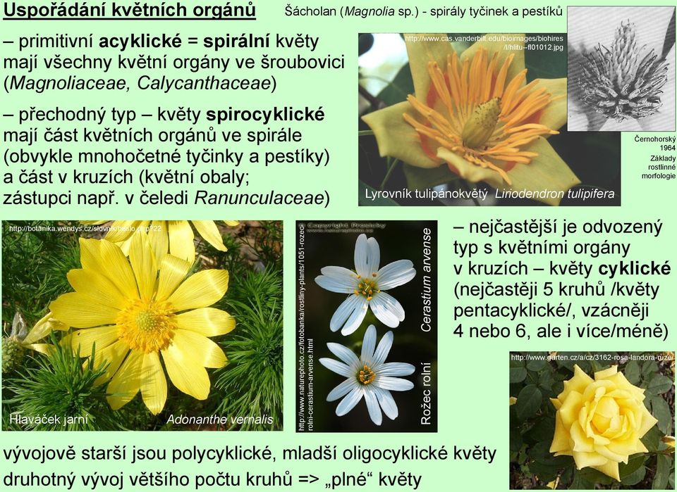 spirocyklické mají část květních orgánů ve spirále (obvykle mnohočetné tyčinky a pestíky) a část v kruzích (květní obaly; zástupci např. v čeledi Ranunculaceae) http://botanika.wendys.