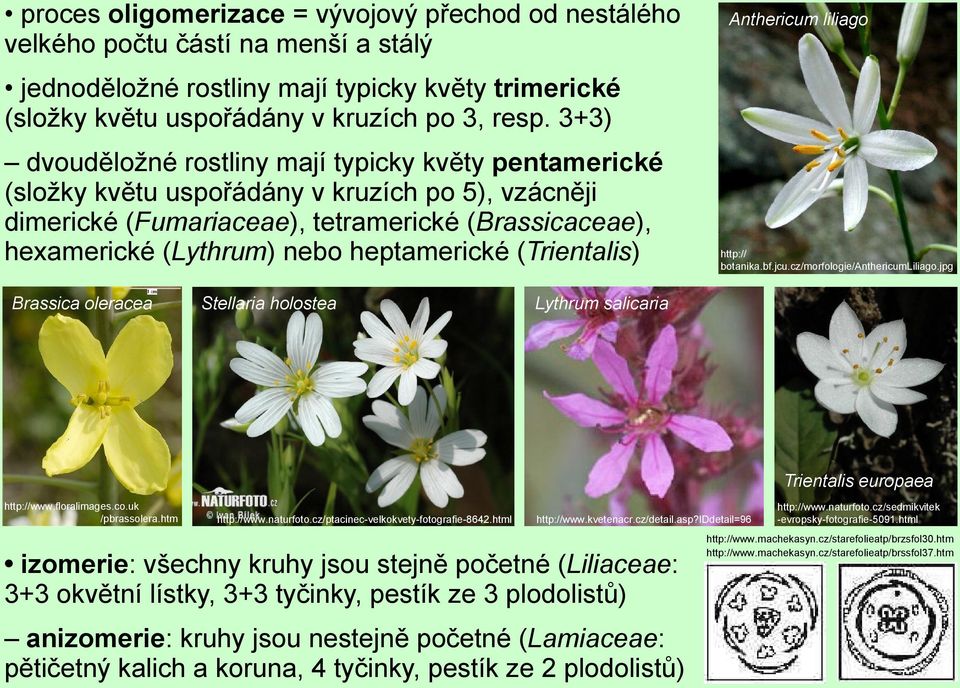 heptamerické (Trientalis) Anthericum liliago http:// botanika.bf.jcu.cz/morfologie/anthericumliliago.jpg Brassica oleracea Stellaria holostea Lythrum salicaria http://www.floralimages.co.