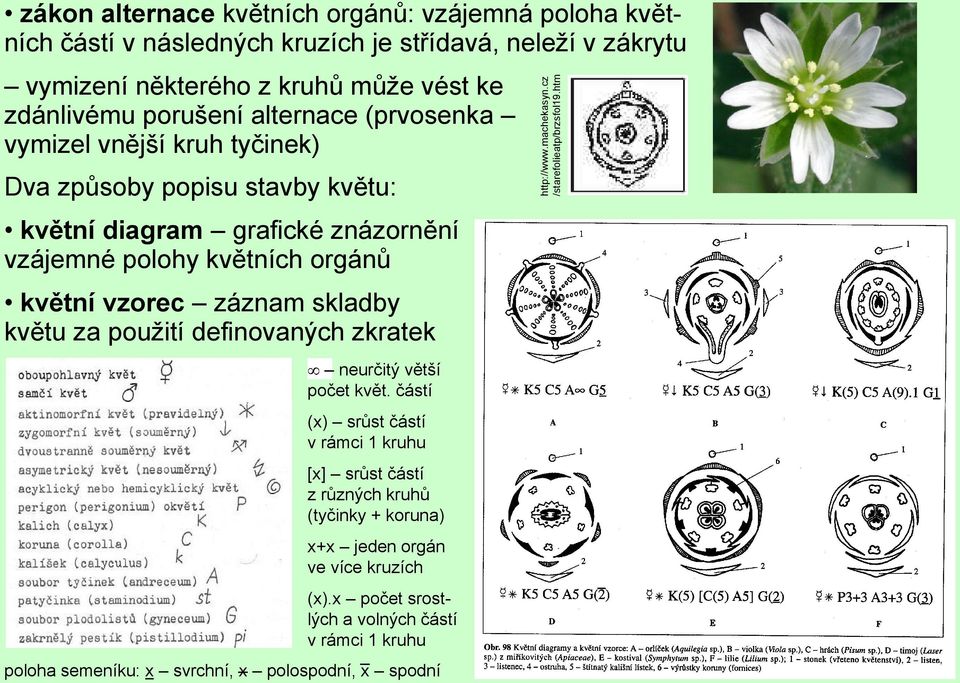 porušení alternace (prvosenka vymizel vnější kruh tyčinek) Dva způsoby popisu stavby květu: květní diagram grafické znázornění vzájemné polohy květních orgánů květní vzorec